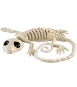 Gecko Skeleton - Animals and Insects